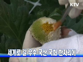 세계로 갈 우수 국산 국화 한자리에