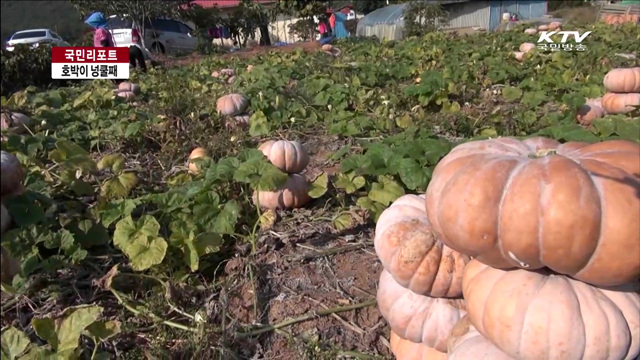 호박으로 인생 역전…마을기업으로 성장 [국민리포트]