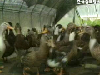 AI 추가신고 없어...주말이 고비 될 듯