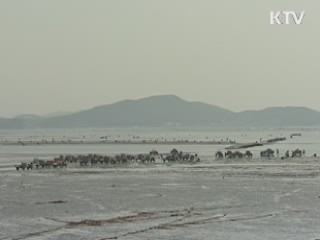  강원도, 동해에 '최대 해삼단지' 조성 