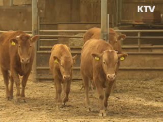 유통단계 축소···한우 소비자 가격 인하