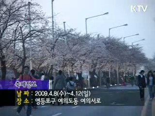 [지금대한민국] "벚꽃축제"
