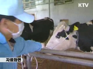 연천서 구제역 5차 발생…살처분 조치