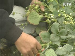 전남도, 연말연시 폭설대비 비상근무 돌입