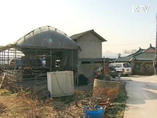 강원도 횡성 3만6천마리 백신접종 시작