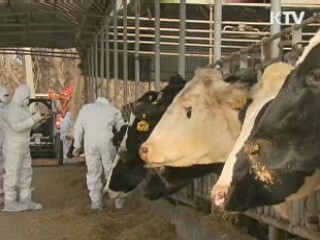 경기·충청 양돈 집산지 우선 접종