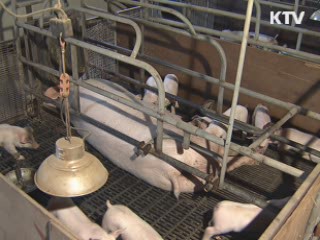 울산 구제역 발생지역 가축 이동제한 해제