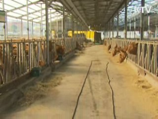 경북 안동 한우 구제역 '음성' 판정