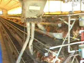 행정자치부, AI 방역위해 안성에 5억원 긴급지원