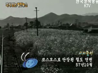 코스모스로 단장된 철도 연변('57)