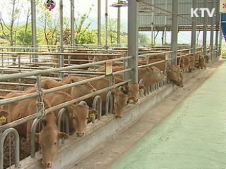 소·돼지 살처분, 구제역 '오늘이 고비'