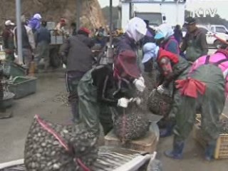 게르마늄 바지락 일본 특허 획득