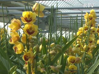 국산 난 '심비디움' 중국 대륙 사로잡다