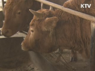 구제역 의심 소 '음성' 판정