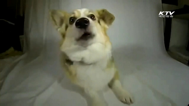 만화 같은 강아지 표정 '눈길' [톡톡! e 세상]