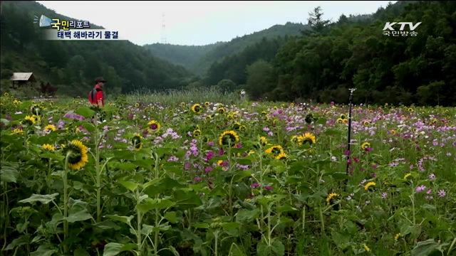 태백 구와우마을, 해바라기 물결 장관