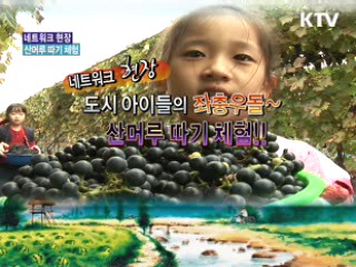 도시 아이들의 좌충우돌 산머루 따기 대회 [네트워크 현장]