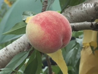 과수 재해 보험금 1천92억원 지급