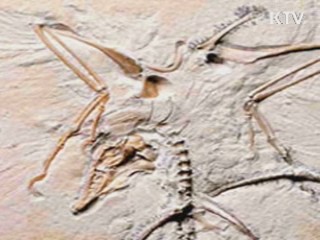 "고교 과학교과서에 시조새 넣어야"