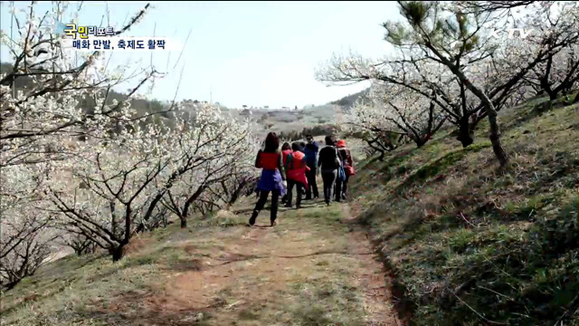 고흥 인학마을 매화 만발…전국 축제로 활짝