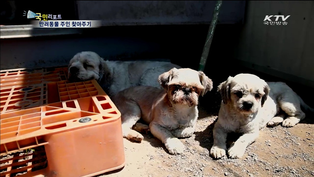 길 잃은 반려동물 주인 찾아주기