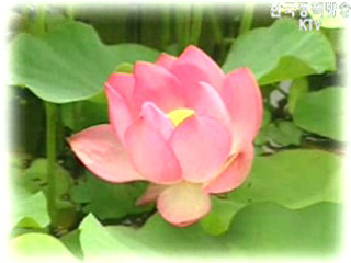 연꽃에 흠뻑 빠져보세요