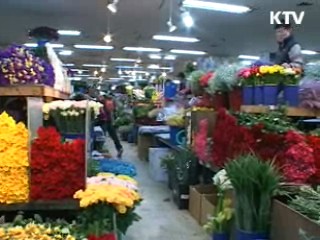 봄의 향기... 양재 꽃시장을 찾아서