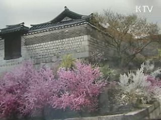 이번주 봄꽃 감상 절정