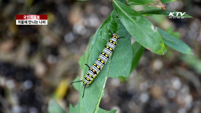 한겨울 나비와 곤충, 이색 체험 인기 [국민리포트]