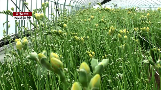 "봄의 향기"...프리지어 수확 한창 [국민리포트]