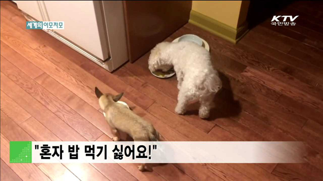 “혼자 밥 먹기 싫어요!” [세계의 이모저모]