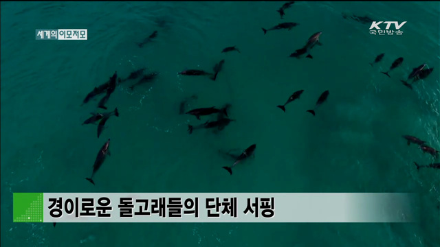 경이로운 돌고래들의 단체 서핑 [세계 이모저모]