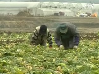 배추 비축물량 방출...가격안정 추진