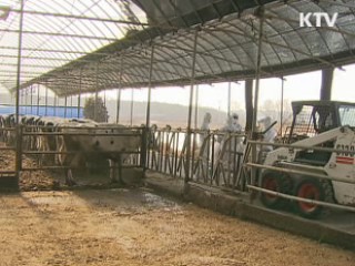 백신접종 본격화···구제역 이번 주 고비