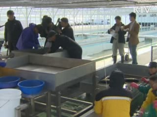 연어가 돌아왔다