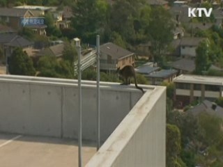 호주 쇼핑몰에 캥거루 출현…생포작전 성공