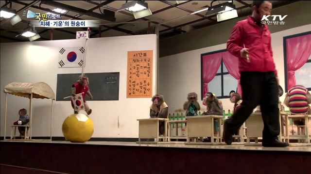 2016년 붉은 원숭이…'지혜·진취적 기운'