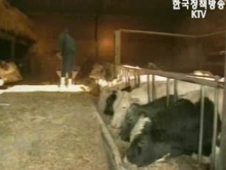 미국, `쇠고기 개방 안하면 FTA 서명 못해`