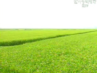 벼 재배면적 최소 기록 경신