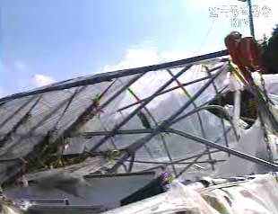 농작물 재해보험에 `떫은 감` 포함