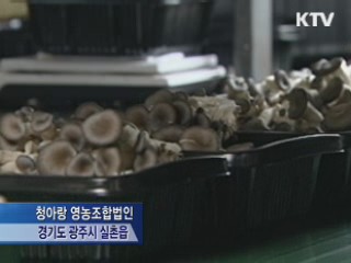 LED로 '명품 버섯' 만든다