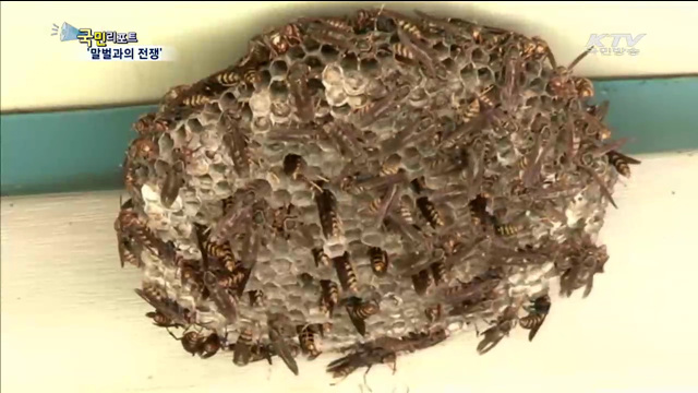 무더위 속 말벌 극성…'말벌주의보'발령