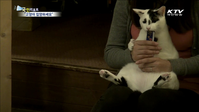 유기고양이카페…새주인 찾아줍니다