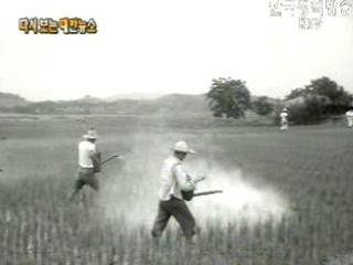 전국 모심기 완료(`62)