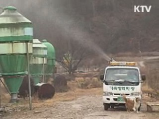천안·익산서 고병원성 AI···매몰 처분