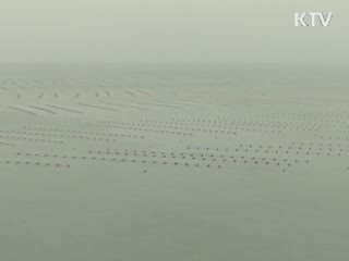 강원도, 동해에 '최대 해삼단지' 조성