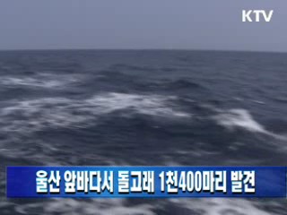 울산 앞바다서 돌고래 1천400마리 발견