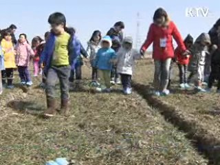 풍년 기원 '추억의 밀밭 밟기' 성황