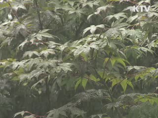 태풍 '곤파스' 북상···곧 한반도 영향권