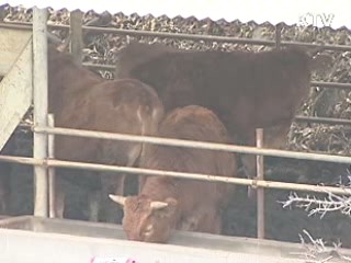 인접 지자체 구제역 확산 차단 총력